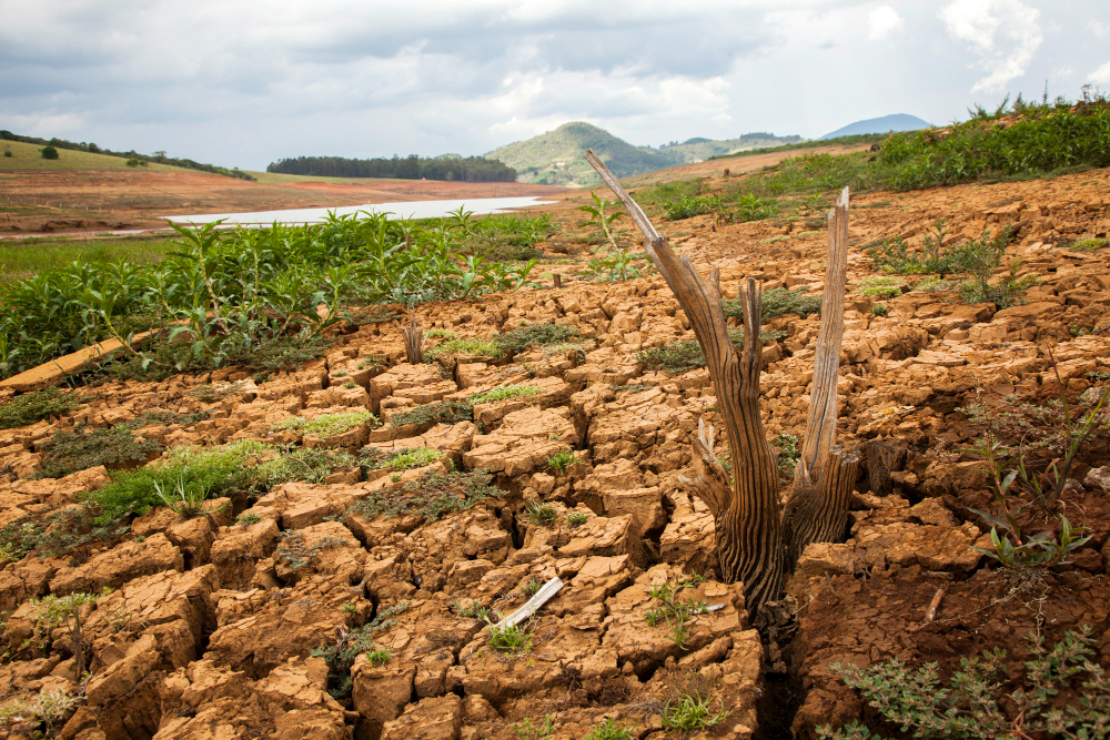 Brazil’s Drought: The Impact on Agriculture, the Shortage of Leafy Greens in Supermarkets and Consumer Price Increases